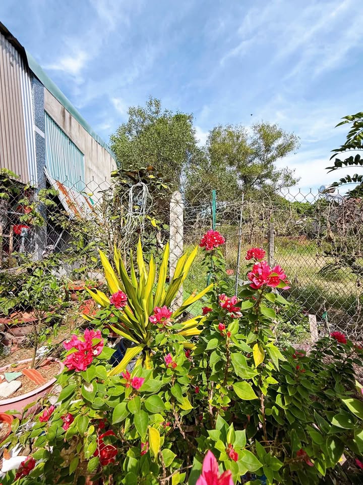 Đất nền Hòa Thành Tây Ninh 100m² giá 500 triệu - Tiềm năng đầu tư sinh lời!