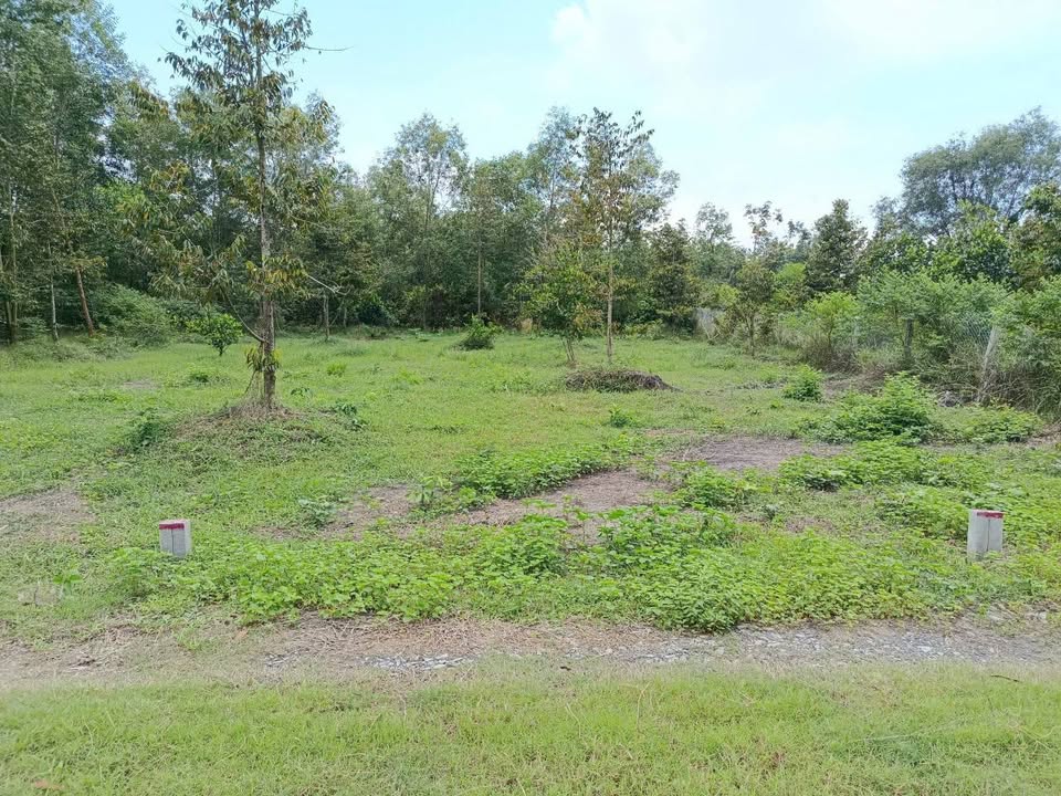 Đất nền Hiệp Thạnh, Gò Dầu 253m² giá 239 triệu - Sổ hồng riêng, pháp lý rõ ràng!