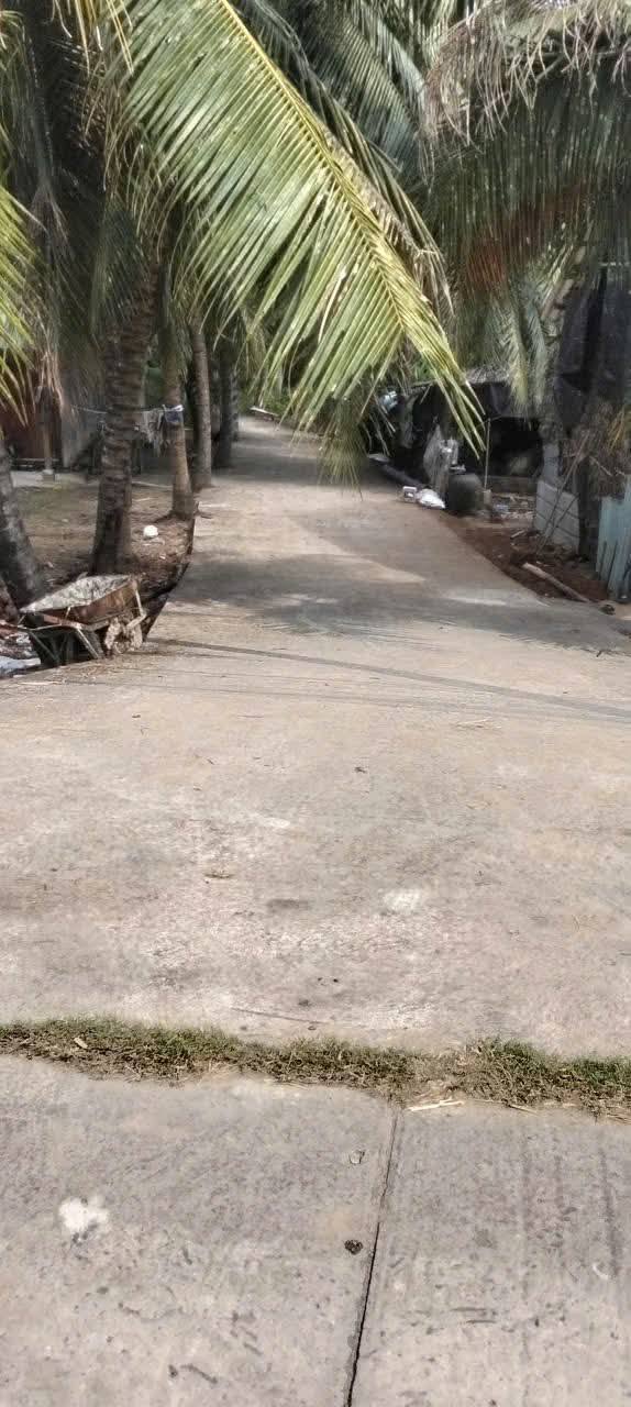 Farm 22.000m² tại Trung Hiếu, Vũng Liêm - Đầu tư sinh lời với dừa và mít