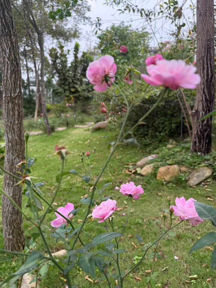 Căn hộ chung cư Hồng Hà Eco City Thanh Trì 50m² giá 3.4 tỷ - Phù hợp cho gia đình trẻ!