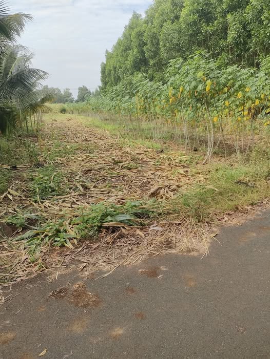 Đất nền Suối Rao, Châu Đức 1450m² giá 2.1 tỷ - Sổ hồng riêng, mặt tiền đường nhựa!