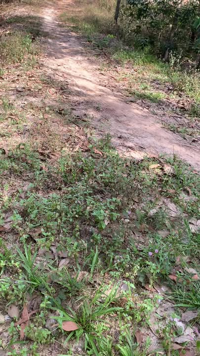 Đất nền Trà Vong Tân Biên 24.000m² giá 3.7 tỷ - Mặt tiền kênh Tây thuận lợi đầu tư!