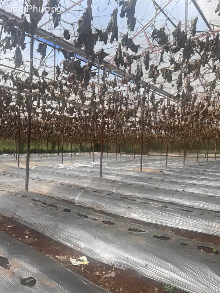 Đất đầu tư Thạnh Mỹ 200m² giá 1,25 tỷ - Sổ riêng sang tên ngay!