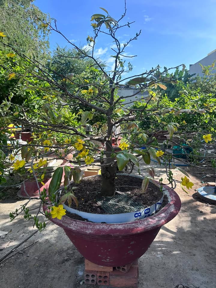 Đất thổ cư Phong Nẫm Phan Thiết 100m² giá 550 triệu - Sổ đỏ chính chủ!