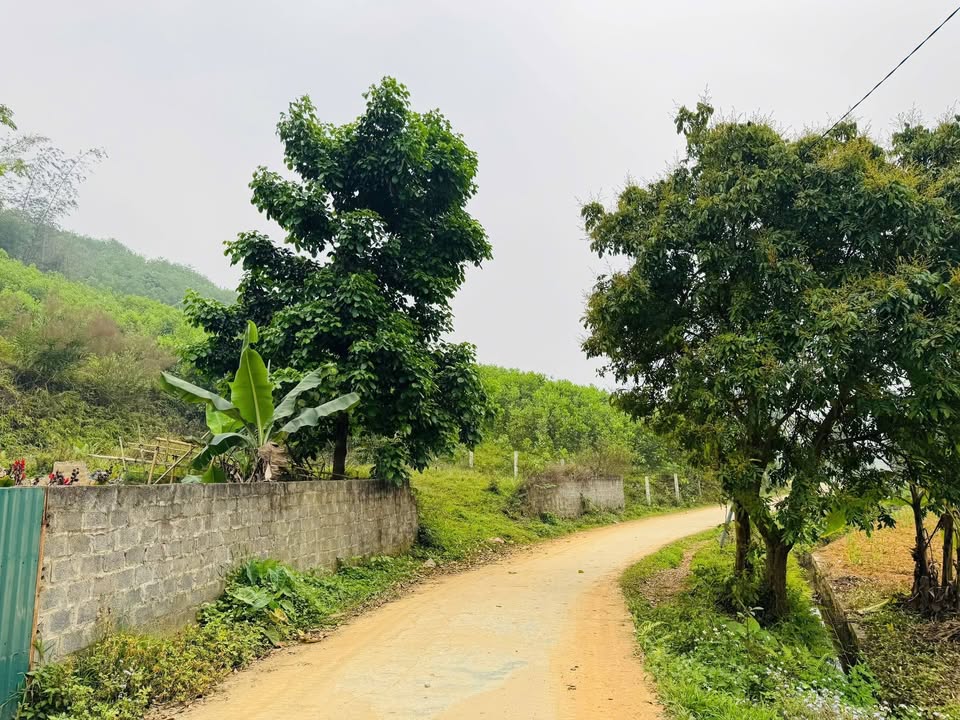 Đất nền Tú Lý Đà Bắc 1265m² giá 1 tỷ - Vị trí đắc địa, tiềm năng phát triển!