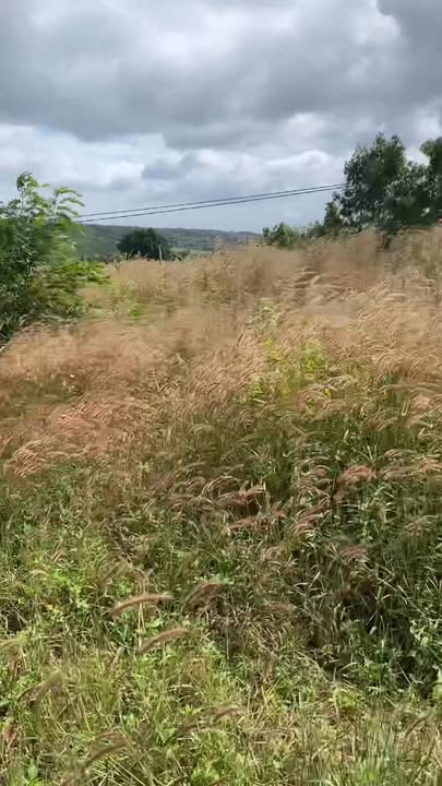 Đất nền xã Kon Chiêng, Gia Lai 1ha2 giá chỉ 650 triệu - Đầu tư sinh lời!