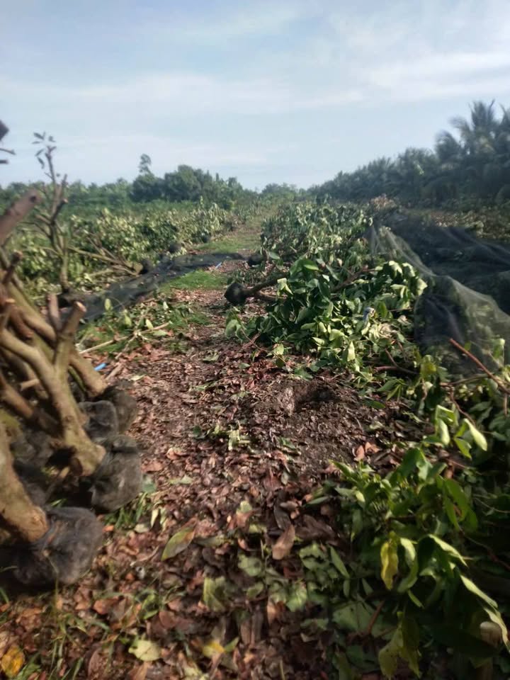 Đất vườn Long Hậu, Lai Vung 3000m² giá 810 triệu - Cơ hội đầu tư lý tưởng!