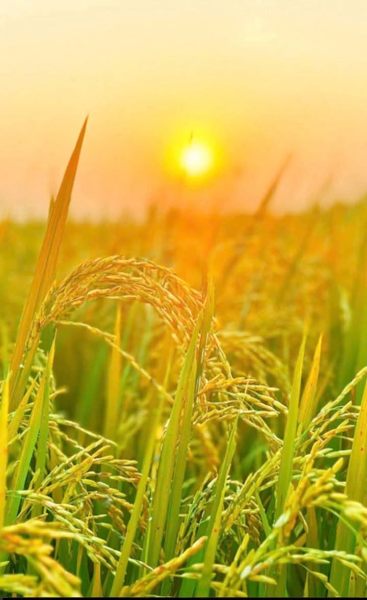 Đất thổ cư Láng Biển Tháp Mười 115200m² giá 5.76 tỷ - Đầu tư sinh lời ngay hôm nay!