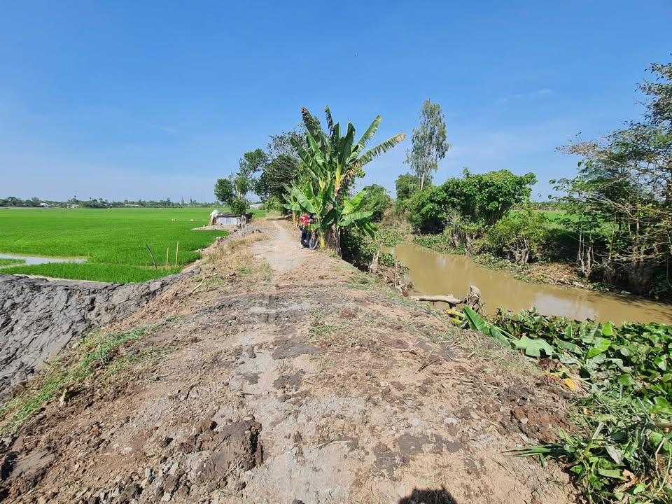 Đất nông nghiệp 751.7m² tại Lai Vung, 280 triệu - Phù hợp trồng lúa!