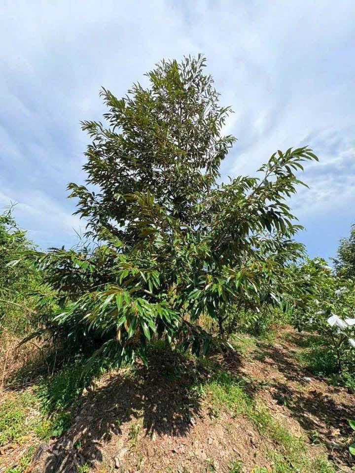 Farm 68000m² Tân Thanh Cái Bè giá 530 triệu - Đầu tư sinh lời hấp dẫn!