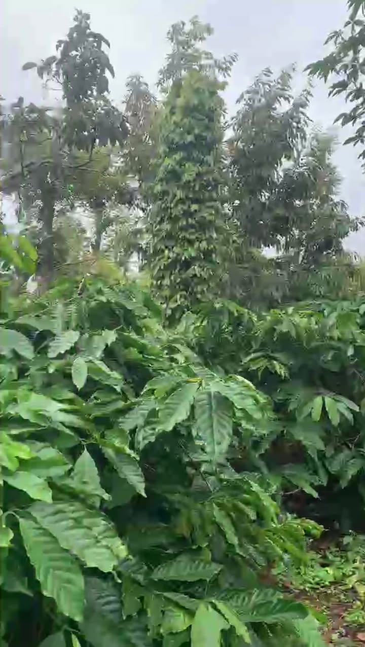 Farm 6.300m² đường Cầu Rossy, Buôn Hồ giá 4.6 tỷ - Đầu tư sinh lời hiệu quả!