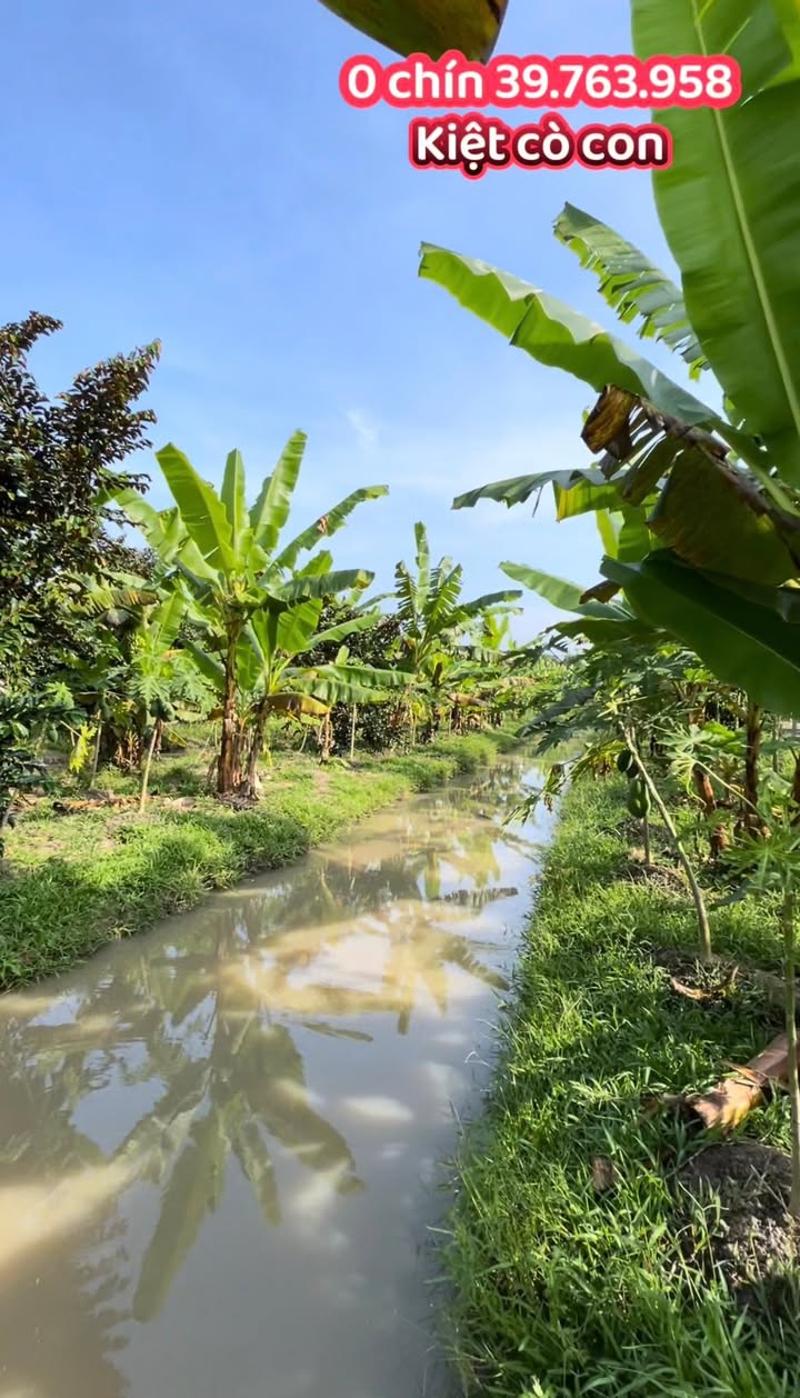 Đất nền Trường Long, Phong Điền 3232m² giá 1.3 tỷ - Đường nhựa 8m, gần chợ!