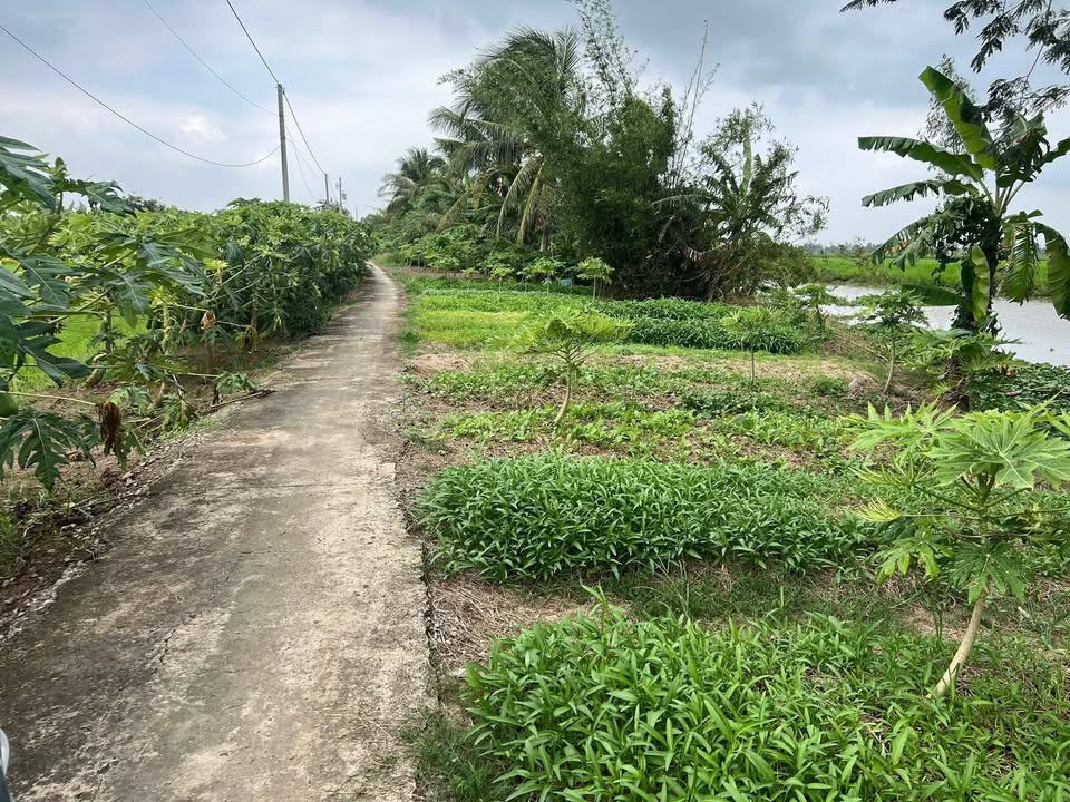 Đất nền 19.000m² tại Ấp Xẻo Chích, Bạc Liêu - Cơ hội đầu tư hấp dẫn!