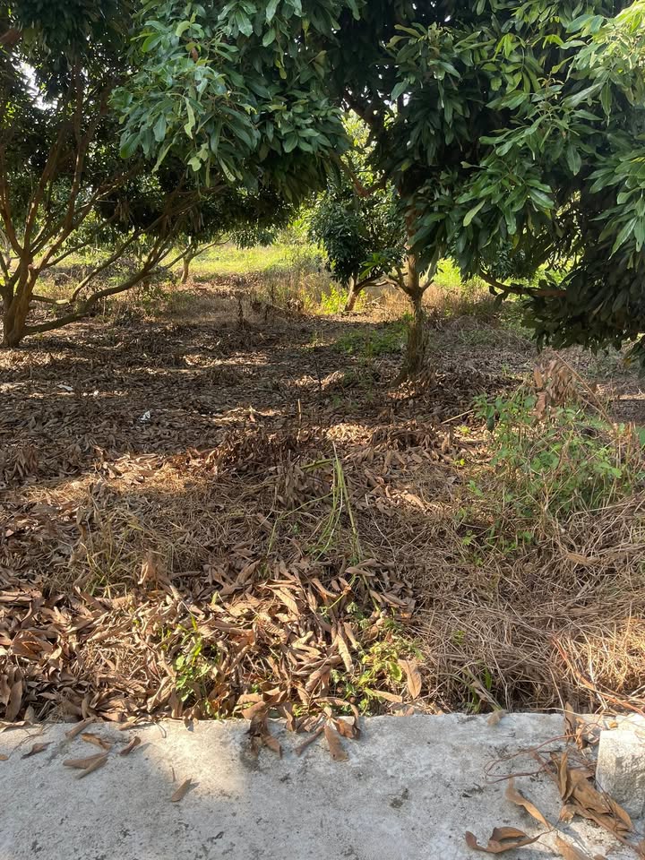 Đất thổ cư xã Thới Lai 130m² giá 280 triệu - Mặt tiền thoáng mát