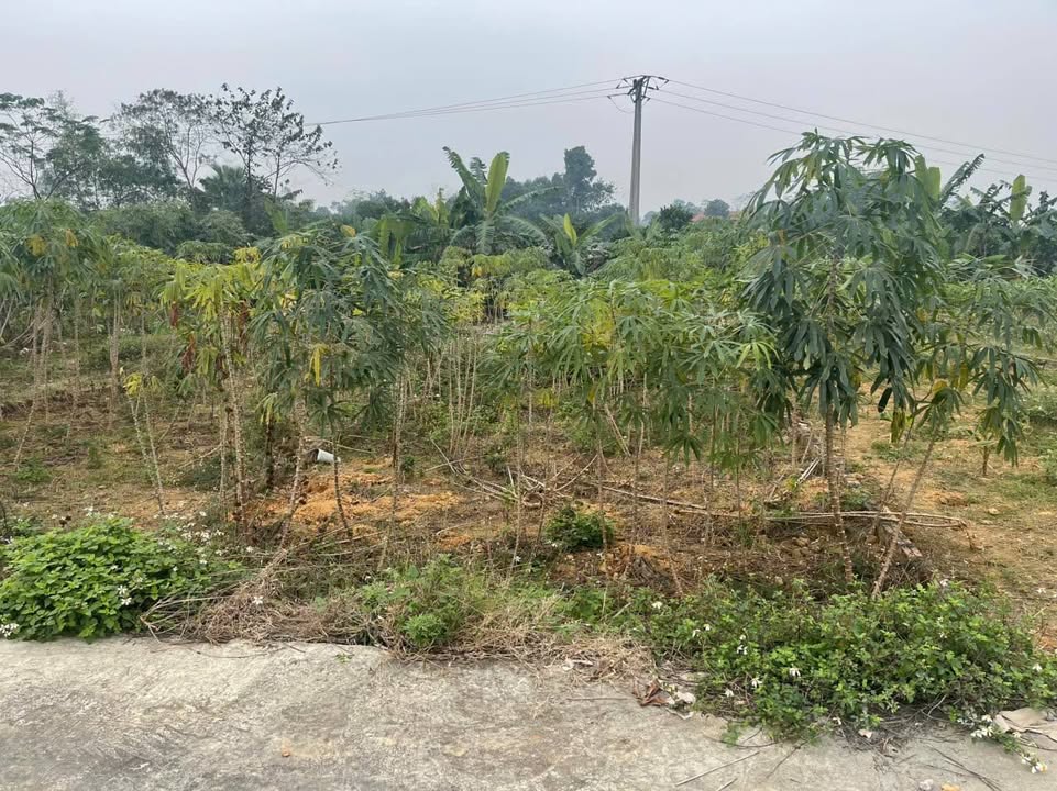 Đất thổ cư 90m² khu phố 16, thị trấn Hùng Sơn - Giá chỉ 920 triệu, bán gấp!