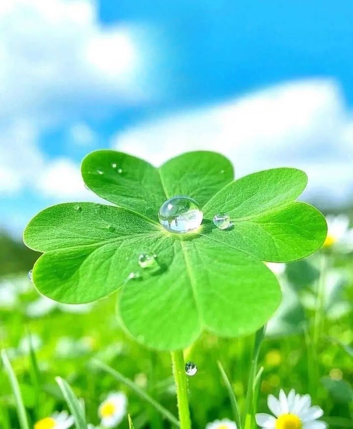 Đất nền phường Trương Quang Trọng 130m² giá chỉ 500 triệu - Cơ hội đầu tư hấp dẫn!