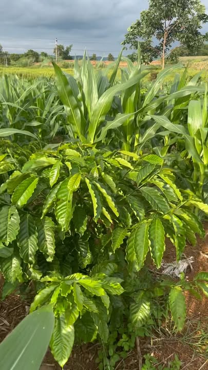 Đất Farm 7 sào tại Ea H'leo, Đắk Lắk - Giá chỉ 1.015 tỷ - Đường bê tông 3km!