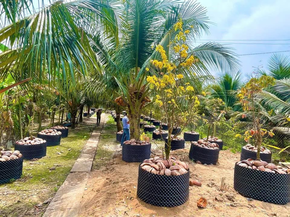 Lô Đất Mặt Tiền Đường Nhựa HL90C - Mỹ Phong 520m² giá 2.9 tỷ - Đầu tư lý tưởng!