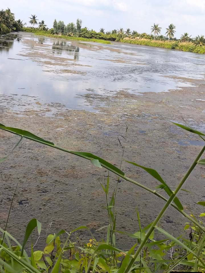 Đất tôm lúa 15 công tại ấp Xẻo Rô, huyện An Biên - Mặt tiền thổ cư rộng 45m!