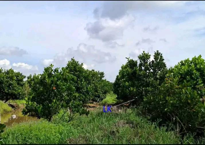 Đất Farm 10.000m² Tân Hội Trung, Cao Lãnh, Đồng Tháp - Giá 2.75 tỷ, Đang Mang Trái!