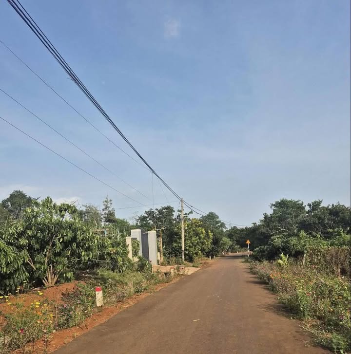 Farm Bàu Chinh Châu Đức 3600m² giá 1.55 tỷ - Sẵn sàng đầu tư vườn trái cây!