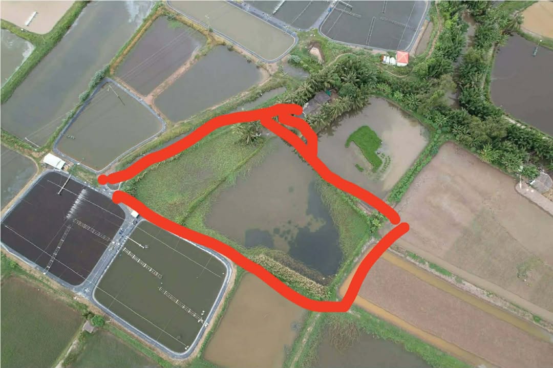 Đất vườn 4,5 công tại Thạnh Phú, Mỹ Xuyên - Chính chủ, giá chỉ 250 triệu!