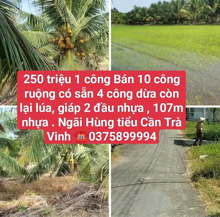 Đất nền 10.000m² tại Ngãi Hùng, Tiểu Cần - Giá chỉ 625 triệu, đầu tư sinh lời!