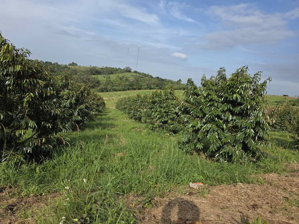 Đất nông nghiệp Ea Sin, Krông Buk 2,3ha giá 11 tỷ - Đầu tư sinh lời hấp dẫn!