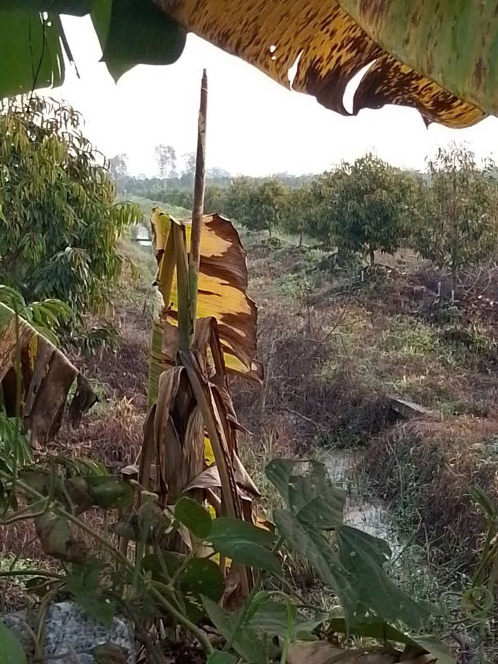 Đất nông nghiệp 14 công tại xã Thanh Mỹ, Tháp Mười - Giá chỉ 6.44 tỷ VND!