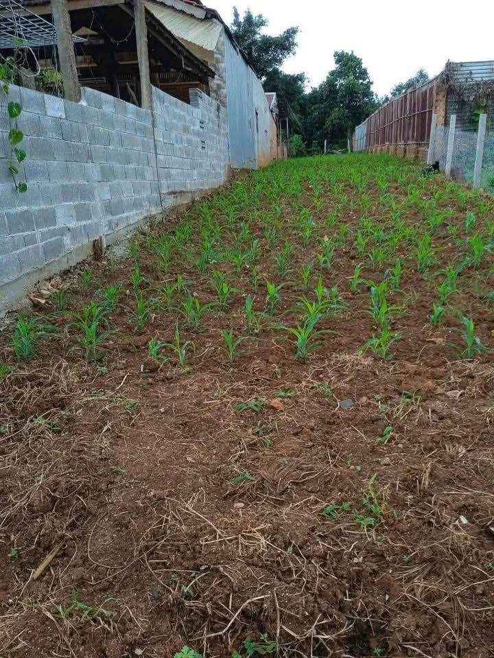 Đất nền đường Lê Lai, thị trấn Phước An, 260m² - Cơ hội đầu tư tuyệt vời!