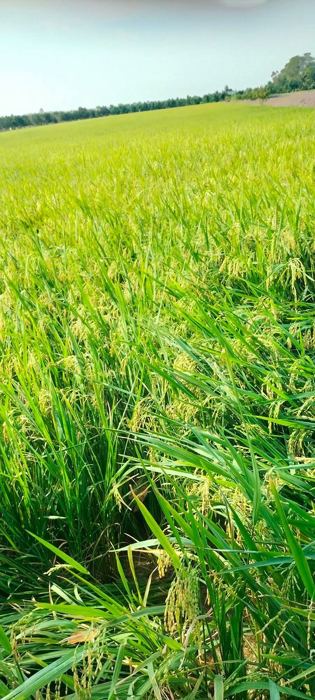 Bán đất Láng Biển Tháp Mười 32.000m² chỉ 7.74 tỷ - Sổ đỏ chính chủ!