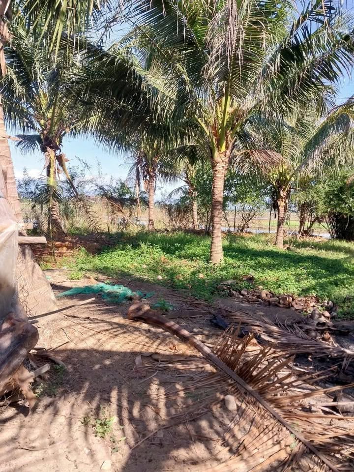 Đất nông nghiệp Đô Vinh, Phan Rang-Tháp Chàm 895m² giá 1 tỷ - Cơ hội chăn nuôi tuyệt vời!