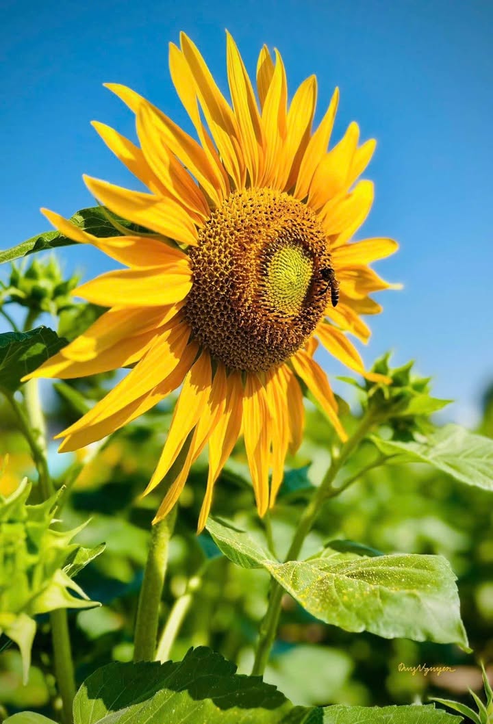 Đất nền Gò Vấp 73m² giá 5.55 tỷ - Đường ô tô tránh nhau, đầu tư lý tưởng!