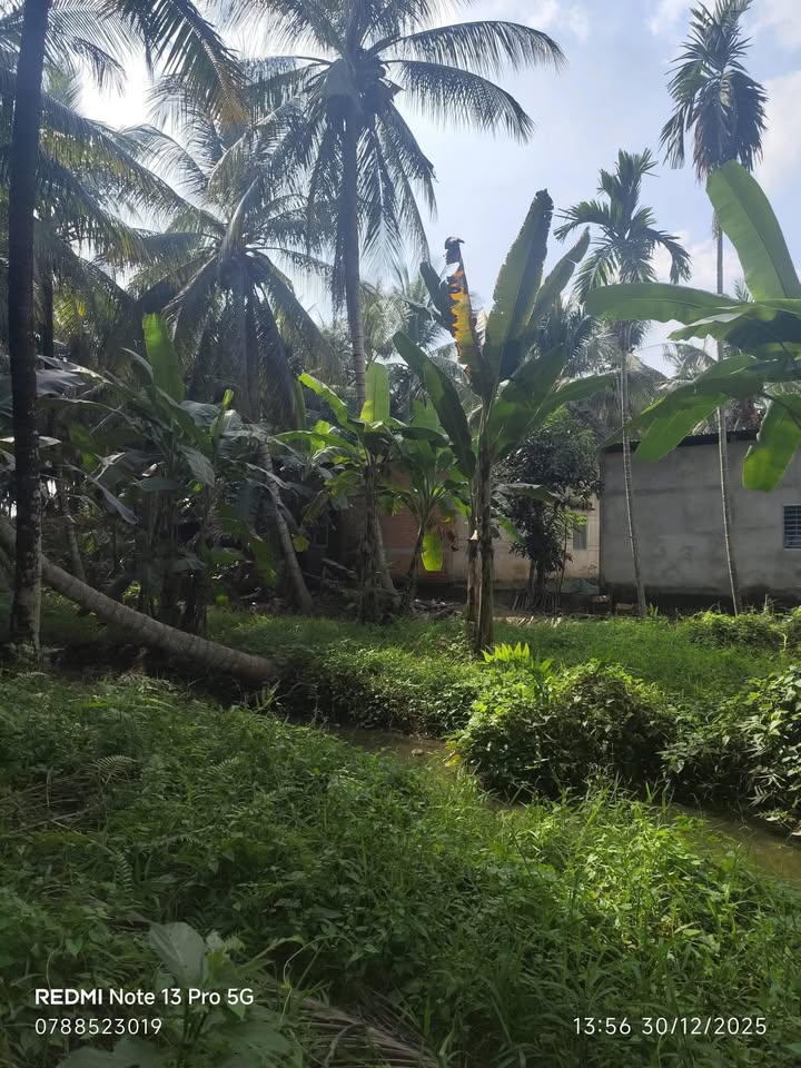 Đất nền 3.600m² xã Thanh Tân, Mỏ Cày Bắc, Bến Tre - Giá tốt 1.5 tỷ, thương lượng ngay!