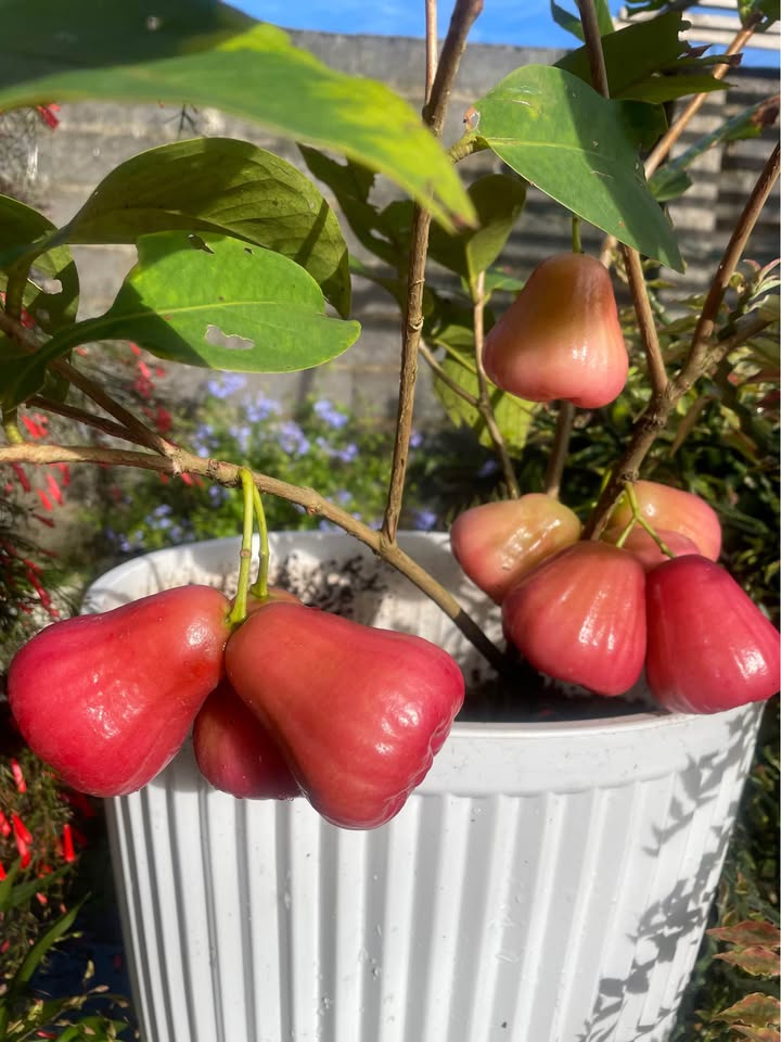 Nhà nguyên căn cho thuê tại hẻm 186 Hà Giang, Bảo Lộc - Giá chỉ 4 triệu/tháng!