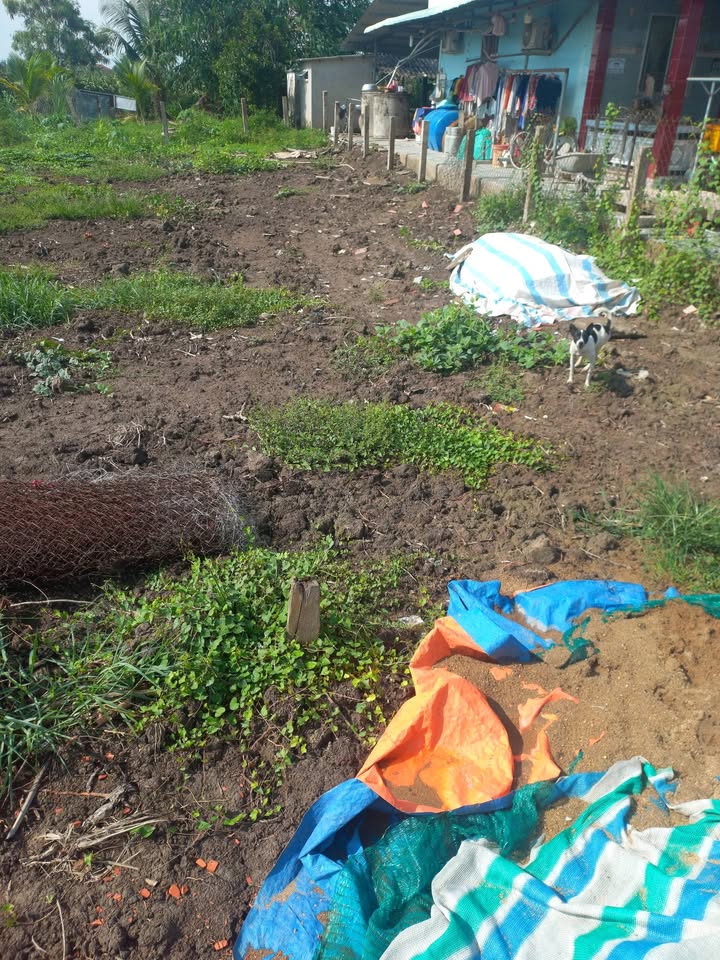 Đất thổ cư 135m² Ấp Cầu Đúc, Tây Ninh - Đầu tư sinh lời cao!