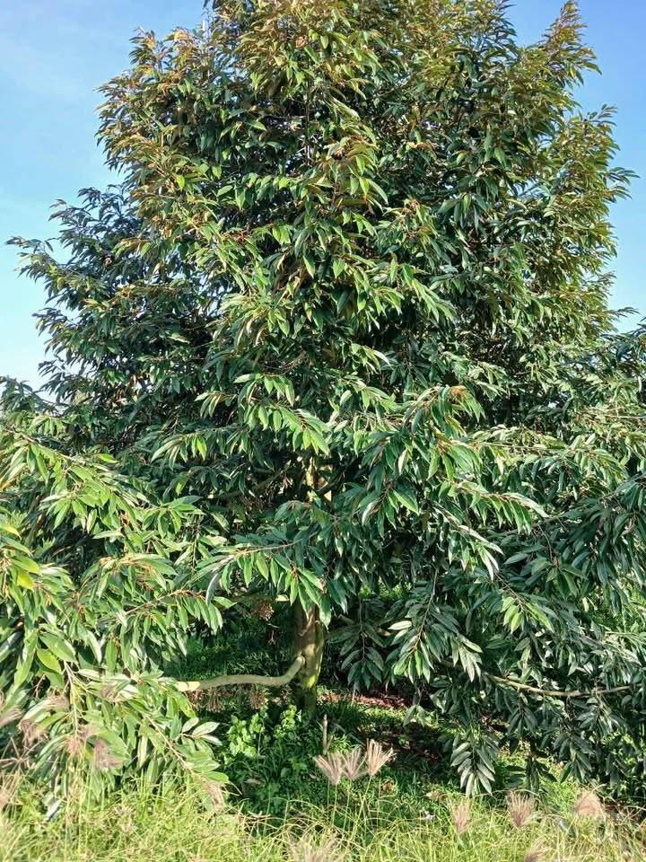 Đất nông nghiệp Láng Biển 30 công giá 28 tỷ - Mặt tiền 60m gần sông