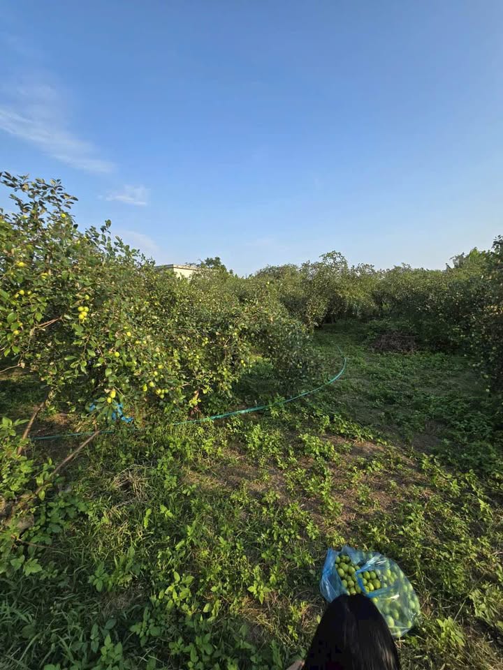 Đất Bàng La - Đồ Sơn 5000m² giá chỉ 1,6 tỷ - Cơ hội đầu tư hiếm có!