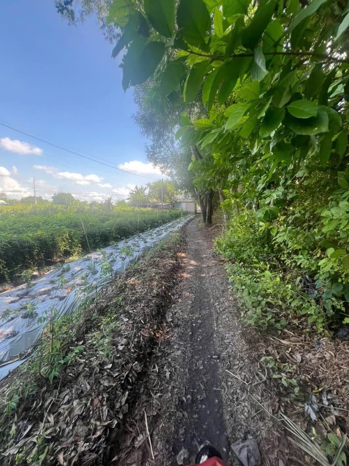 Đất nền Hòa Thành, Lai Vung 960m² giá 520 triệu - Đầu tư sinh lời hấp dẫn!