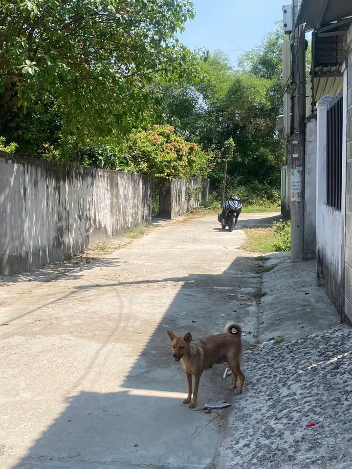 Đất nền Phước Thành, Tuy Phước 120m² giá mềm - Đầu tư sinh lời ngay!