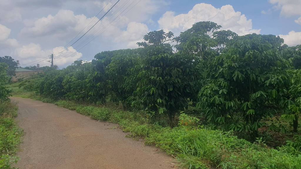 Đất nền Bảo Lâm 1505m² giá 4.5 tỷ - Vị trí đắc địa ngay trung tâm!