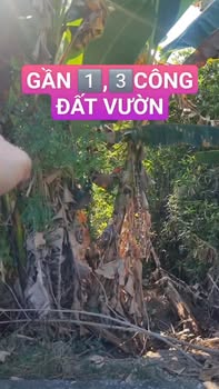 Đất vườn mặt tiền đường Đương Đan, Cai Lậy 1366m² giá 1.2 tỷ - Cơ hội đầu tư tuyệt vời!