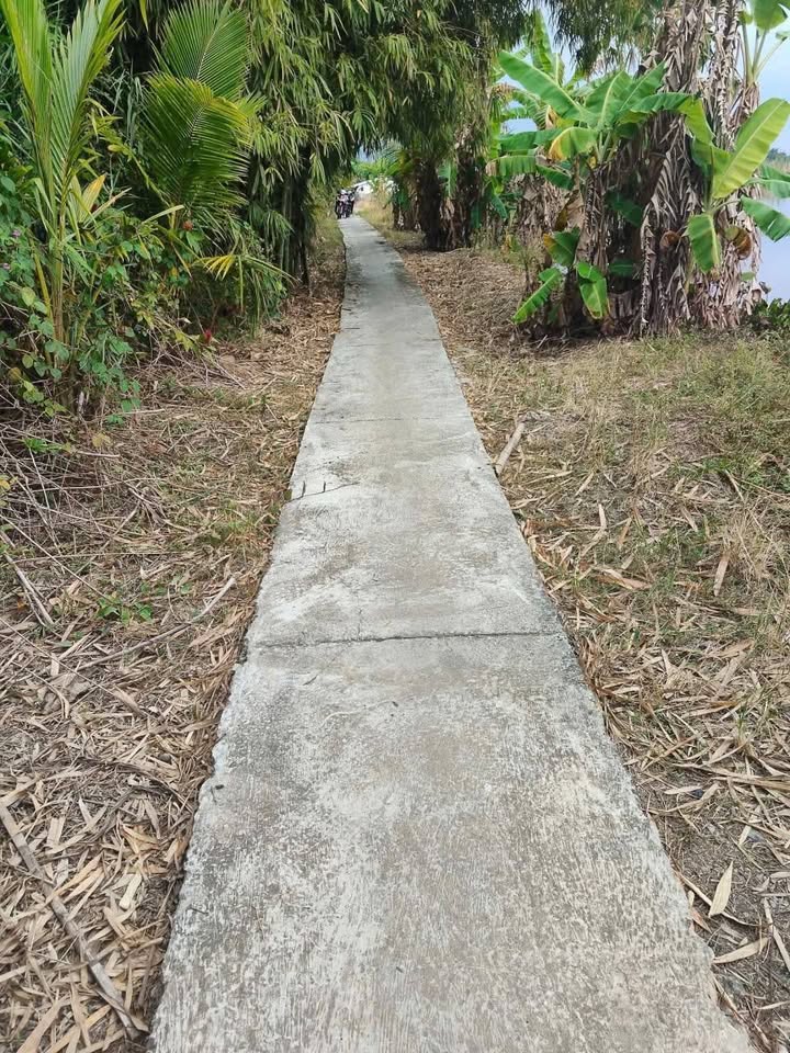 Đất lúa Hòa Mỹ, Phụng Hiệp 15.000m² giá 2.25 tỷ - Cơ hội đầu tư hấp dẫn!