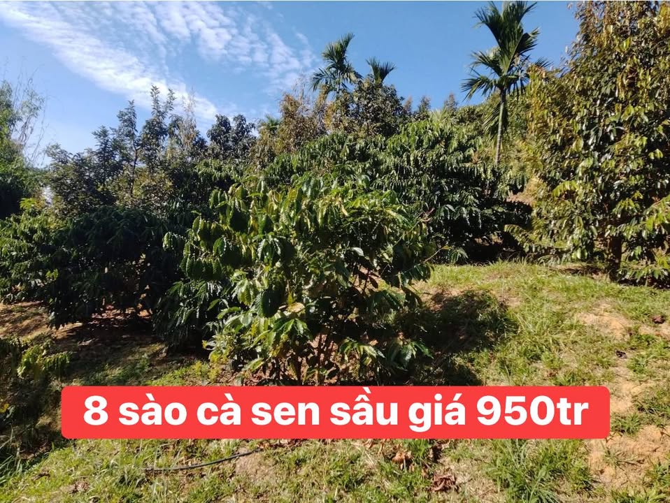 Đất nông nghiệp 8 sào tại Krông Nô, Đắk Lắk giá 9.5 tỷ - Đầu tư sinh lời tuyệt vời!