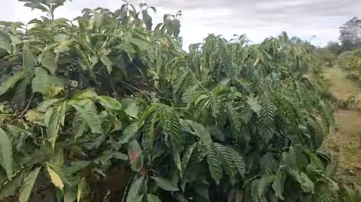 Farm cho thuê tại Ia Hrung, Ia Grai - 300 cây cà phê kinh doanh