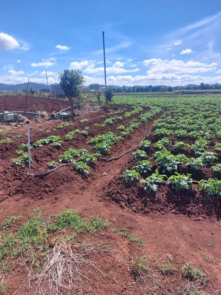 Đất cho thuê tại Phú Hội, Đức Trọng 8000m² - Không điện nước, giá thỏa thuận!