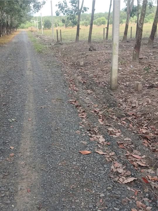 Đất thổ cư Phước Minh Dương Minh Châu 100m² chỉ 200 triệu - Cơ hội đầu tư hấp dẫn!