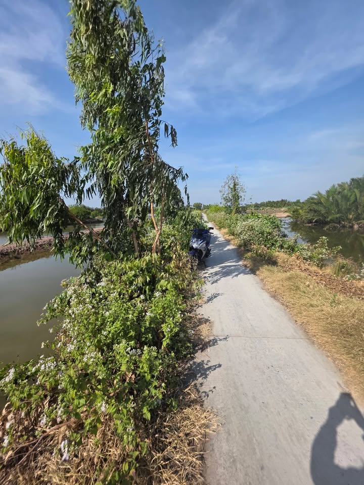 Farm 45 công tại ấp Cái Cỏ, Trà Vinh giá 5.85 tỷ - Đầu tư sinh lời hấp dẫn!