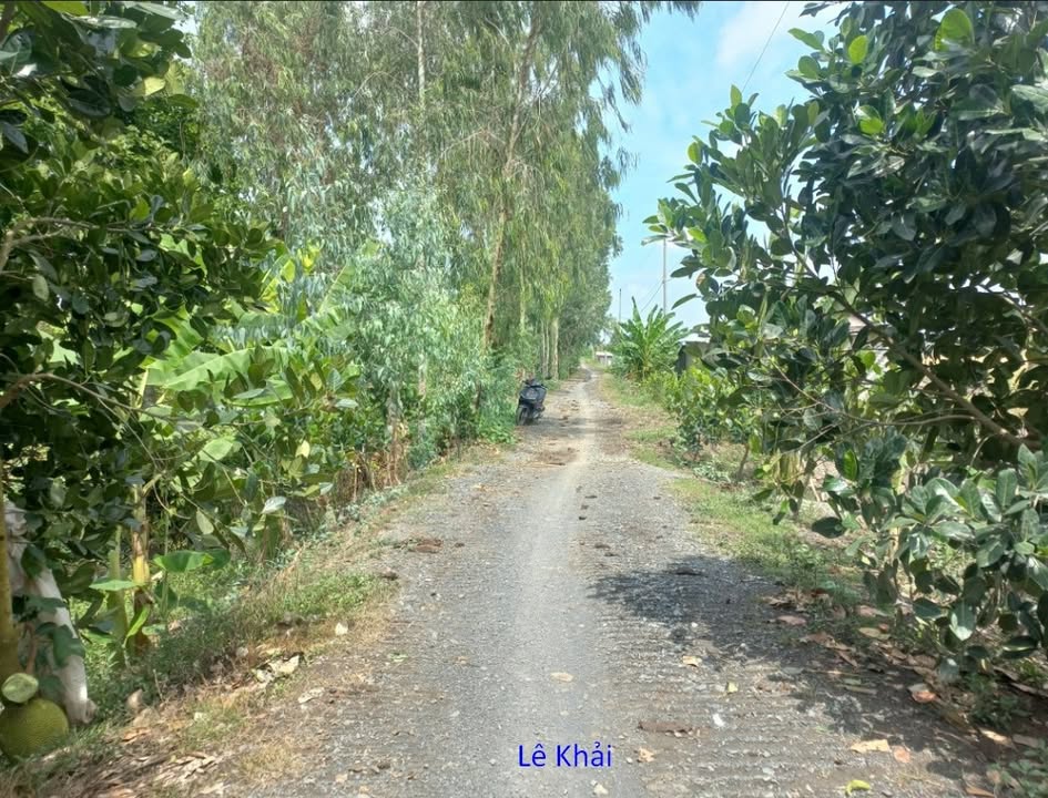 Bán vườn xoài 2.000m² tại xã Mỹ Quý, Đồng Tháp - Giá chỉ 500 triệu!