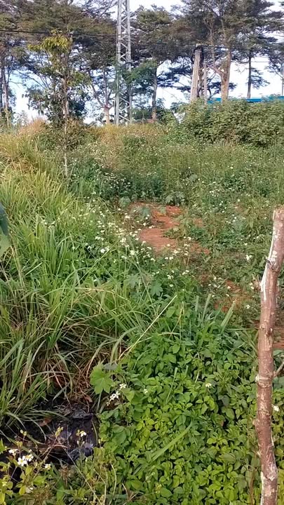 Đất nền TĐC Đường Trần Hưng Đạo Đắk Mil 175m² giá 2.9 tỷ - Cơ hội đầu tư tuyệt vời!